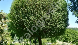 wiśnia osobliwa 'Umbraculifera' - Prunus ×eminens 'Umbraculifera' 