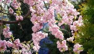 wiśnia 'Kiku-shidare-zakura' - Prunus 'Kiku-shidare-zakura' 