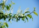 czeremcha pospolita - Prunus padus 