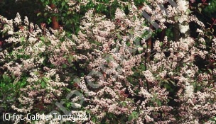 czeremcha pospolita 'Colorata' - Prunus padus 'Colorata' 
