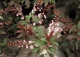 czeremcha pospolita 'Colorata' - Prunus padus 'Colorata' 