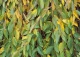 wiśnia zwisła - Prunus pendula 