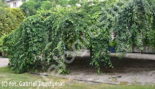 wiśnia zwisła - Prunus pendula 