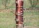 wiśnia piłkowana 'Amanogawa' - Prunus serrulata 'Amanogawa' 