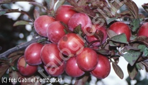 śliwa 'Trailblazer' - Prunus 'Trailblazer' 
