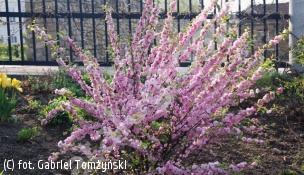 migdałek trójklapowy - Prunus triloba 