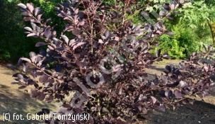 czeremcha wirginijska 'Shubert' - Prunus virginiana 'Shubert' 