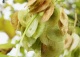 parczelina trójlistkowa - Ptelea trifoliata 