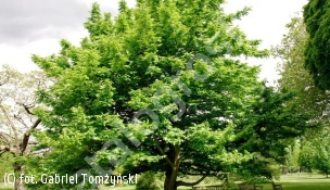 skrzydłorzech kaukaski - Pterocarya fraxinifolia 
