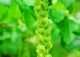 skrzydłorzech kaukaski - Pterocarya fraxinifolia 