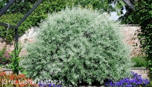 grusza wierzbolistna - Pyrus salicifolia 