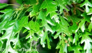 dąb burgundzki - Quercus cerris 