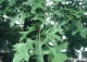 dąb błotny - Quercus palustris 