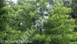 dąb błotny - Quercus palustris 