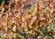 dąb błotny 'Green Dwarf' - Quercus palustris 'Green Dwarf' 