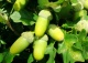 dąb szypułkowy 'Fastigiata' - Quercus robur 'Fastigiata' 