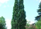dąb szypułkowy 'Fastigiata' - Quercus robur 'Fastigiata' 
