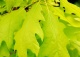 dąb czerwony 'Aurea' - Quercus rubra 'Aurea' 