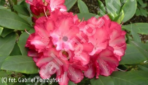 różanecznik 'Ann Lindsay' - Rhododendron 'Ann Lindsay' 
