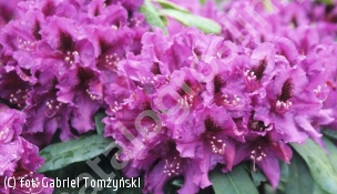 różanecznik 'Azurro' - Rhododendron 'Azurro' 