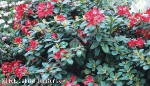 różanecznik 'Baden-Baden' - Rhododendron 'Baden-Baden' 