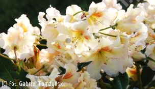 różanecznik 'Bernstein' - Rhododendron 'Bernstein' 