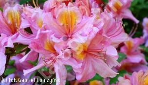 azalia 'Berryrose' - Rhododendron 'Berryrose' 