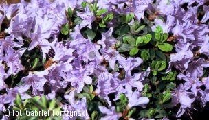 różanecznik 'Blue Tit' - Rhododendron 'Blue Tit' 