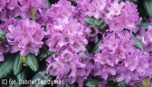 różanecznik 'Catawbiense Borsault' - Rhododendron 'Catawbiense Boursault' 