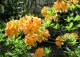 azalia 'Christopher Wren' - Rhododendron 'Christopher Wren' 