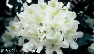 różanecznik 'Cunningham's White' - Rhododendron 'Cunningham's White' 
