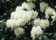 różanecznik 'Cunningham's White' - Rhododendron 'Cunningham's White' 