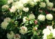 różanecznik 'Ehrengold' - Rhododendron 'Ehrengold' 