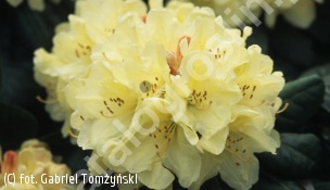 różanecznik 'Ehrengold' - Rhododendron 'Ehrengold' 