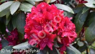 różanecznik 'Erato' - Rhododendron 'Erato' 