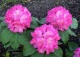 różanecznik 'Germania' - Rhododendron 'Germania' 