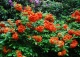 azalia 'Gibraltar' - Rhododendron 'Gibraltar' 