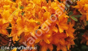 azalia 'Golden Eagle' - Rhododendron 'Golden Eagle' 