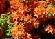 azalia 'Golden Eagle' - Rhododendron 'Golden Eagle' 
