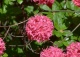 azalia 'Homebush' - Rhododendron 'Homebush' 