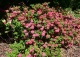 azalia 'Homebush' - Rhododendron 'Homebush' 