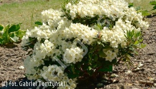 różanecznik 'Hotei' - Rhododendron 'Hotei' 