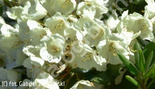różanecznik 'Hotei' - Rhododendron 'Hotei' 