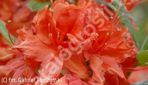 azalia 'Hotspur Red' - Rhododendron 'Hotspur Red' 