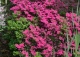 azalia 'Kermesina' - Rhododendron 'Kermesina' 