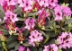 różanecznik 'Kokardia' - Rhododendron 'Kokardia' 