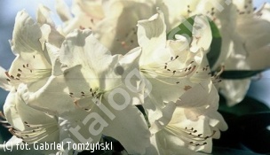 różanecznik 'Lachsgold' - Rhododendron 'Lachsgold' 