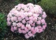 różanecznik 'Polaris' - Rhododendron 'Polaris' 
