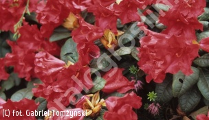 różanecznik 'Scarlet Wonder' - Rhododendron 'Scarlet Wonder' 