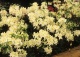 azalia 'Schneegold' - Rhododendron 'Schneegold' 